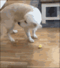 Dog tasting lemon
