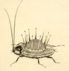 Kornei Chukovskii. Tarankanische [The Terrible Cockroach]. Sergeii Chekhonin- illustrator. Leningrad- Raduga- 1925.jpg