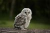 baby-owl-8.jpg