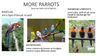 parrots 2.jpg