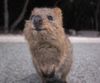 quokka