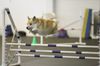 hover-dog-flying-dog-7.jpg