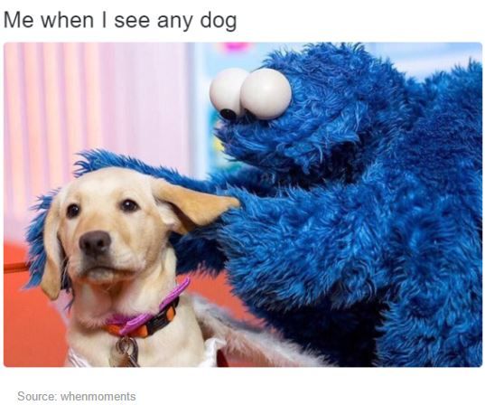 me when i see any dog.JPG