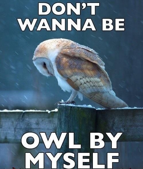 Sad-Owl-Meme-Feels-The-Loneliness-Of-A-Cold-Night.jpg