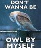 Sad-Owl-Meme-Feels-The-Loneliness-Of-A-Cold-Night.jpg