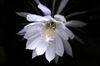 night blooming cereus night