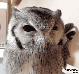 cranky owl