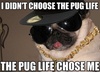 dog-meme-pug-life.jpg