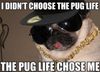 dog-meme-pug-life.jpg