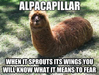 funny-animal-memes-3-1-01-1-3-4-6-7-8-9-3-2-1-4-3-2.png
