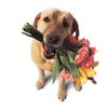 dogFlowersAfter.jpg