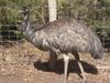 emu