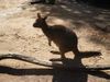 kangaroo