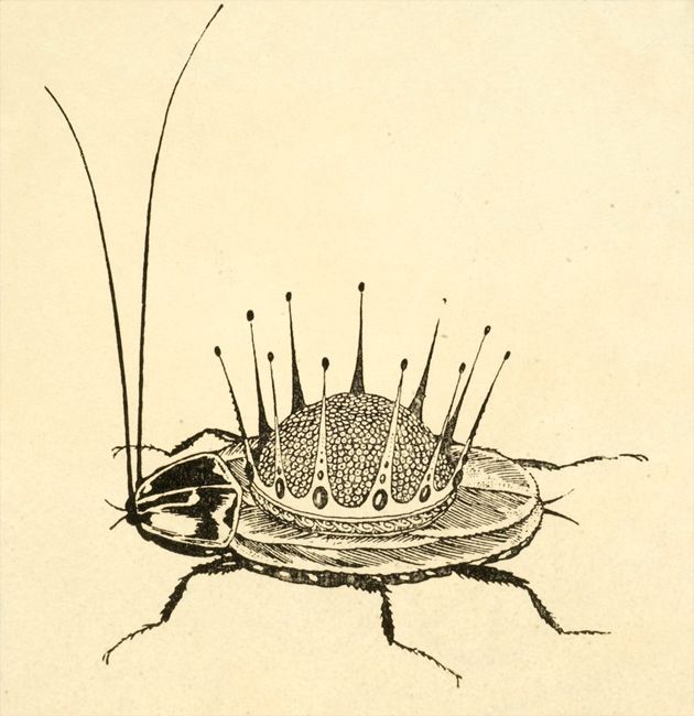 Kornei Chukovskii. Tarankanische [The Terrible Cockroach]. Sergeii Chekhonin- illustrator. Leningrad- Raduga- 1925.jpg