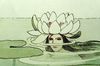 Water lily