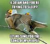 11-bird-4-30-am-and-you-re-trying-to-sleep-meme.jpg