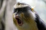 8.-Shocked-Monkey.jpg