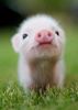 Piggy.jpg