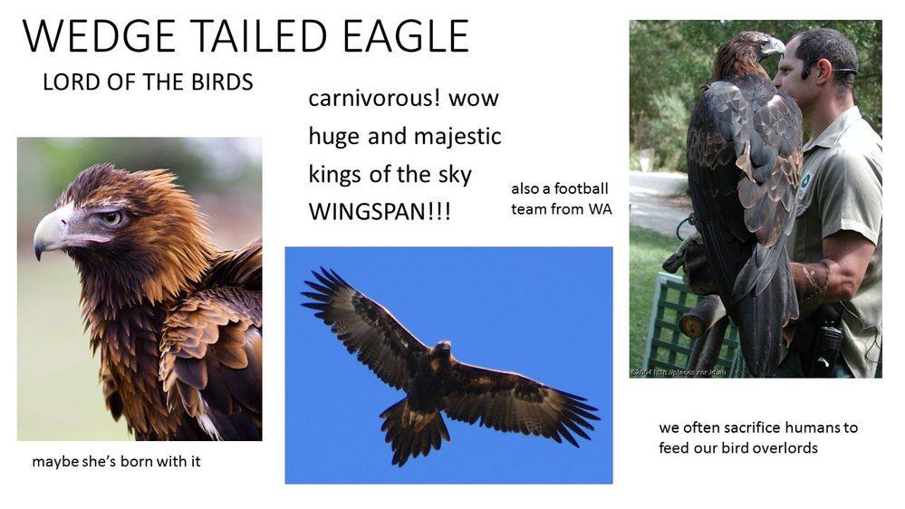 EAGLE.jpg