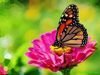 182494,xcitefun-monarch-butterfly-on-zinnia.jpg