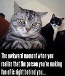 008-FUNNY-CAT-MEME.jpg