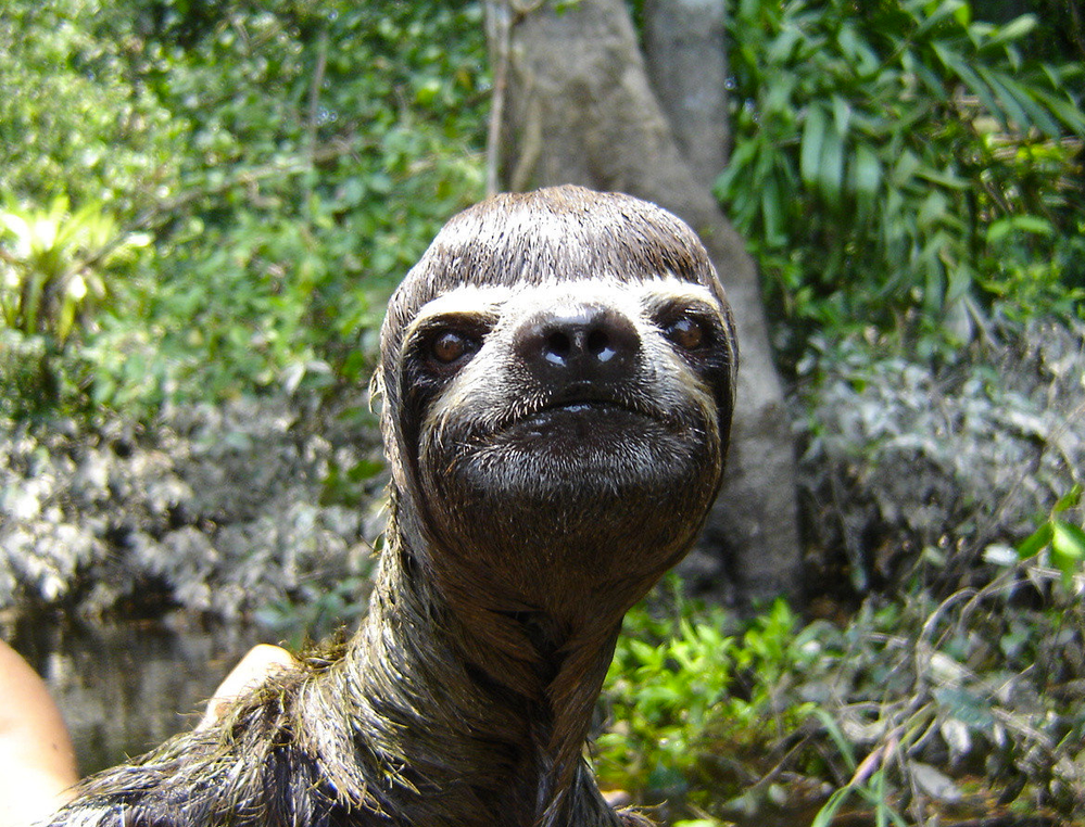 sloths.png