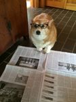 dog with glasses