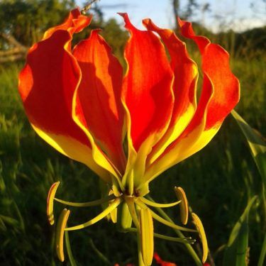 flame lily