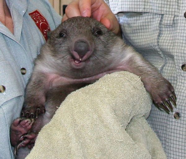 wombat_smiling1.jpg