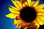 1405680570_sunflower_sunrise_in_glendale.jpg