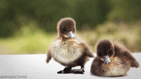 Cute-baby-animal GIFs - Get the best GIF on GIPHY