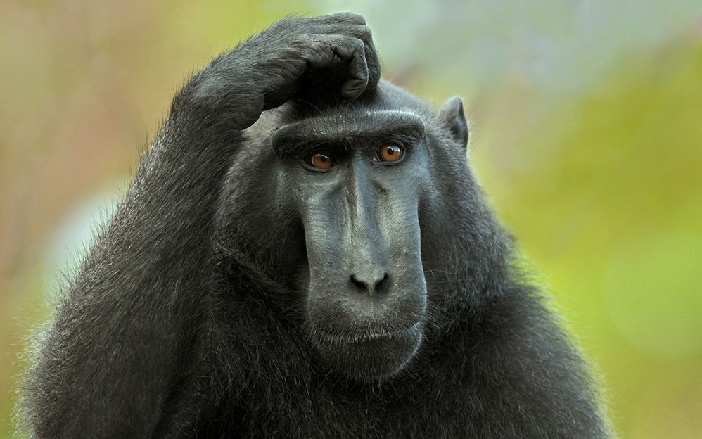 monkey-thinking-hd-wallpapers.jpg