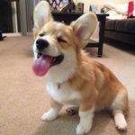 corgi.jpg