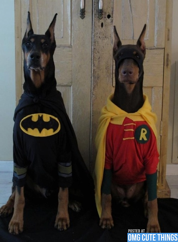 batmandog.png