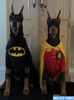 batmandog.png