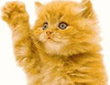 cat waving.png