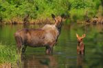 CRW_0583_600width_moose_and_baby.jpg