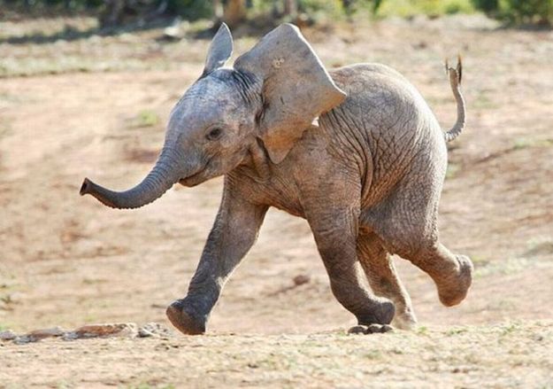 elephant baby